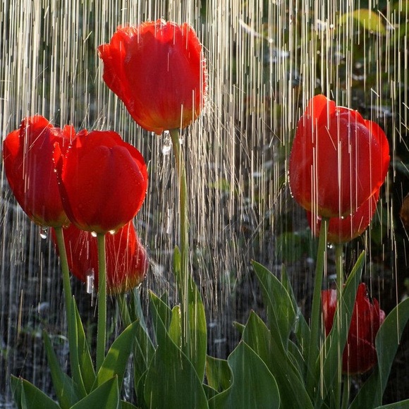 rainytulips
